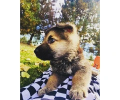 Beautiful full bread 8 week old German Shepherd Puppy in search of a forever home - 7
