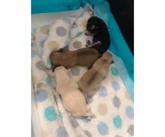 4 short haired Chihuahua puppies - 3