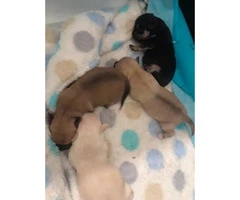 4 short haired Chihuahua puppies - 4