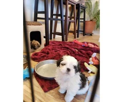 Beautiful Shih Tzu puppies looking for their forever homes