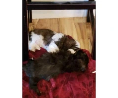 Beautiful Shih Tzu puppies looking for their forever homes - 2