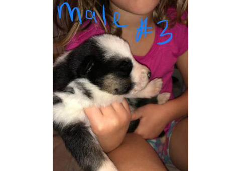 5 full blooded German shepherd puppies left to be rehomed