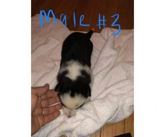 5 full blooded German shepherd puppies left to be rehomed - 2