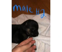 5 full blooded German shepherd puppies left to be rehomed - 3
