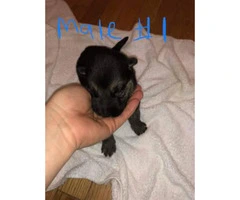 5 full blooded German shepherd puppies left to be rehomed - 4