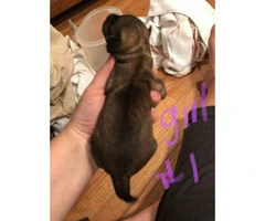 5 full blooded German shepherd puppies left to be rehomed - 5