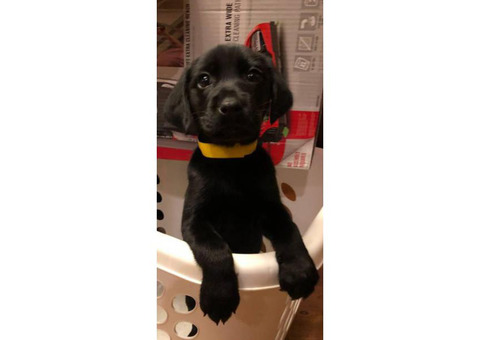 7 weeks AKC Labrador Retriever Puppies