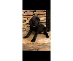 7 weeks AKC Labrador Retriever Puppies - 2