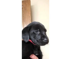 7 weeks AKC Labrador Retriever Puppies - 3