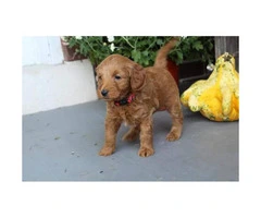 8 family raised Miniature Labradoodles for sale