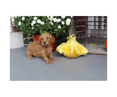 8 family raised Miniature Labradoodles for sale - 2