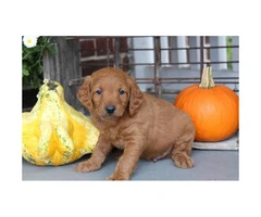 8 family raised Miniature Labradoodles for sale - 3