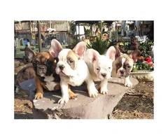 10 weeks old French bulldog puppies European champs