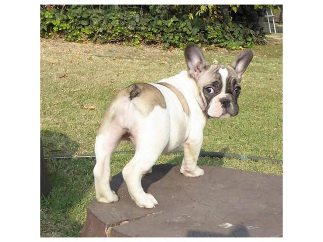 10 weeks old French bulldog puppies European champs in San