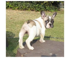10 weeks old French bulldog puppies European champs - 2