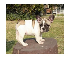 10 weeks old French bulldog puppies European champs - 3