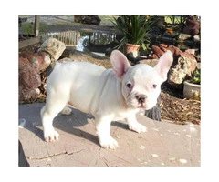 10 weeks old French bulldog puppies European champs - 4