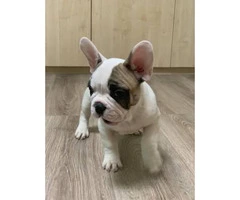 10 weeks old French bulldog puppies European champs - 6