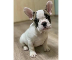 10 weeks old French bulldog puppies European champs - 7
