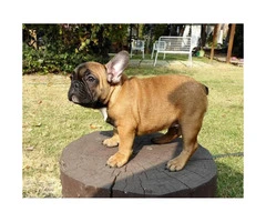 10 weeks old French bulldog puppies European champs - 9