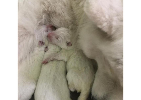 AKC Samoyed Puppies