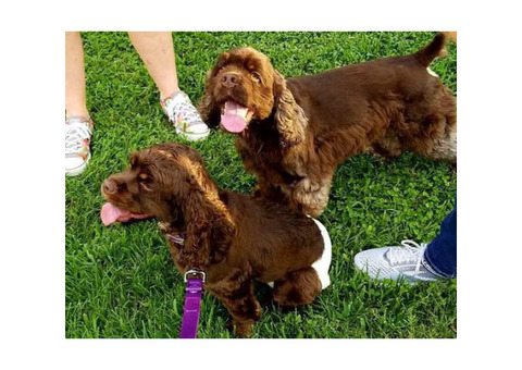 Beautiful rare deep chocolate cocker spaniel puppies