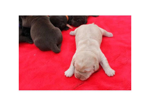 6 AKC registered lab puppies