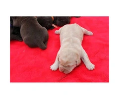 6 AKC registered lab puppies