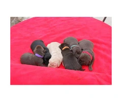 6 AKC registered lab puppies - 2