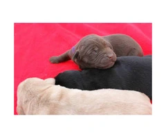 6 AKC registered lab puppies - 3