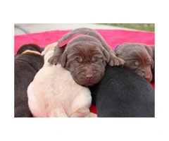 6 AKC registered lab puppies - 4