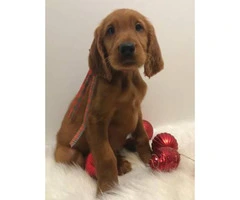 MALE IRISH SETTERS PUPPIES - 2