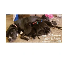 Beautiful pit/lab mix puppies 4 girls and 1 boy left - 1