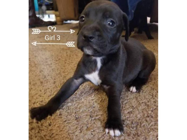 Beautiful pit/lab mix puppies 4 girls and 1 boy left in Grand Island