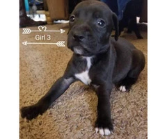 Beautiful pit/lab mix puppies 4 girls and 1 boy left - 3