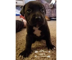 Beautiful pit/lab mix puppies 4 girls and 1 boy left - 4