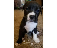 Beautiful pit/lab mix puppies 4 girls and 1 boy left - 5