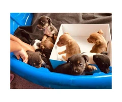 8 miniature pincher mix puppies