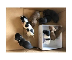 8 miniature pincher mix puppies - 2