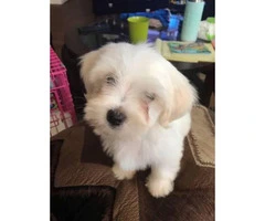 2 months old AKC Maltese puppies