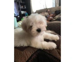 2 months old AKC Maltese puppies - 2