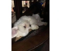 2 months old AKC Maltese puppies - 3