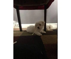 2 months old AKC Maltese puppies - 4