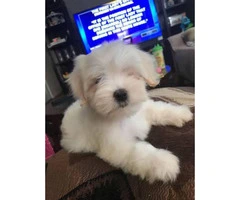 2 months old AKC Maltese puppies - 5