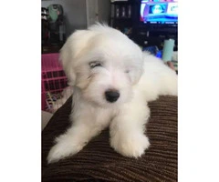 2 months old AKC Maltese puppies - 6