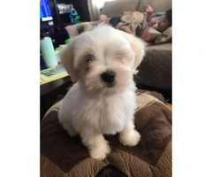 2 months old AKC Maltese puppies - 7