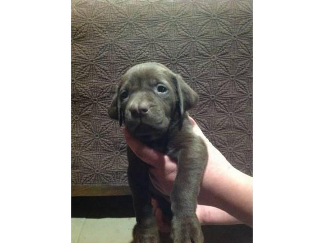 lab mix puppies for sale near me