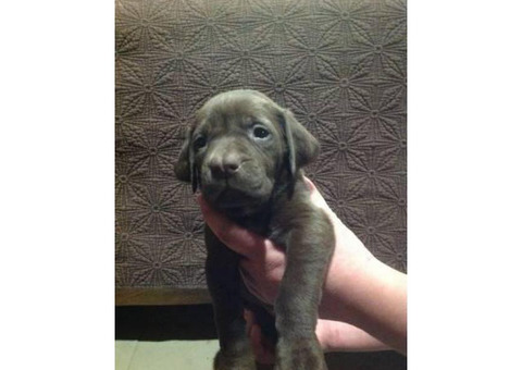 Chocolate Labrador/ Weimaraner mix Pups