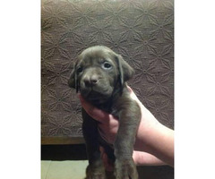 Labmaraner Puppy for sale by owner 