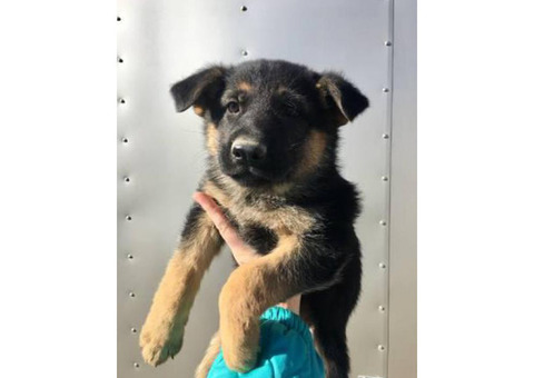 2 months old AKC German Shepherd Puppies